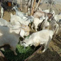 گوسفند فروشی