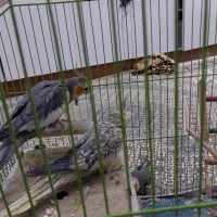 جفت عروس هلندی مولد|پرنده|بجنورد, |دیوار