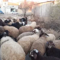 میش جوان آبستن گوسفند بره