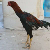 خروس لاری جوان سر حال کاملا چل