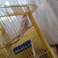 عروس هلندی ماده