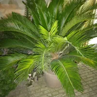 سیکاس