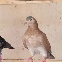 کفتر پرشی