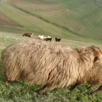 قوچ با بز سانن دوتاشم دامازدق|حیوانات مزرعه|قشلاق دشت, |دیوار