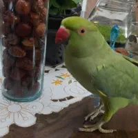 طوطی ملنگو|پرنده|تربت‌حیدریه, فرمانداری|دیوار