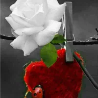 فروش چند عدد سیم کارت فعال شماره رند