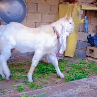 نرگلابی|حیوانات مزرعه|شوشتر, |دیوار