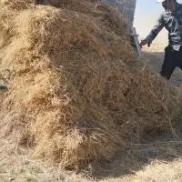 کاه یونجه وعدس|حیوانات مزرعه|خورش رستم, |دیوار