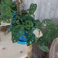 گل با گلدان|گل و گیاه طبیعی|محمدیه-قزوین, |دیوار