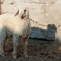 بره نر