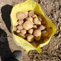 سیب زمینی|گل و گیاه طبیعی|گالیکش, |دیوار