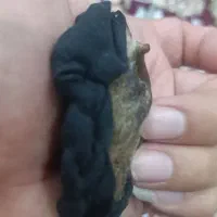 برد سلیمانی اصل اصل معاوظه هم میکنم با