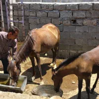 اسب مادیون با کره