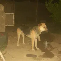سگ نگهبان