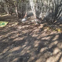 بوقلمون|حیوانات مزرعه|سرپل ذهاب, |دیوار