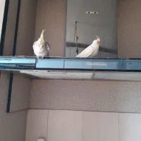 عروس هلندی سخنگو