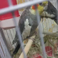 عروس هلندی|پرنده|شریف‌آباد, |دیوار