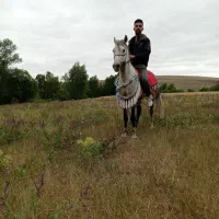 اسب نریان کرد بسیار آرامو نجیب