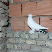 کبوتر|پرنده|گنبد کاووس, |دیوار