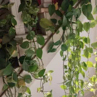 گل پتوس|گل و گیاه طبیعی|یزد, |دیوار