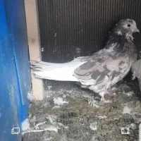 کفتر|پرنده|ری, فیروزآبادی|دیوار