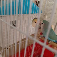 طوطی برزیلی با قفس ایستاده