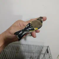 سهره|پرنده|ری, شهرک نظامی|دیوار