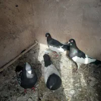 یهودی.سینه سیاه