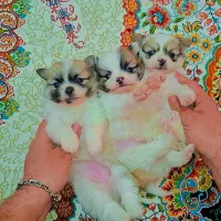 پامر خرسی عروسکی