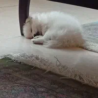 سگ پامرین سفید خرسی نر 70 روزه|سگ|پردیس, فاز ۸|دیوار