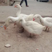تخم قو غاز لیندا