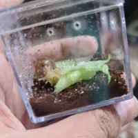 تراریوم حلزون زنده مناسب نگهداری کودکان و هدیه خاص