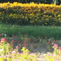 فروش-زمین-قیمت-مناسب-محور-امیرکبیر