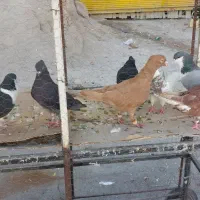 اصفهانی