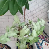 گل با گلدان|گل و گیاه طبیعی|گلپایگان, |دیوار