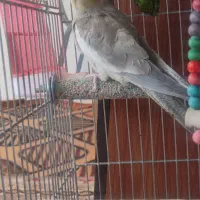 عروس هلندی|پرنده|قیدار, |دیوار