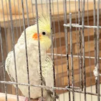 فروش عروس هلندی نر و بسیار باهوش به علت مهاجرت|پرنده|شیراز, معالی‌آباد|دیوار