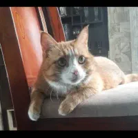 گربه