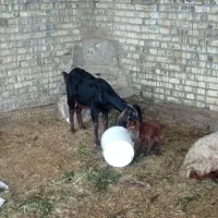 بز افغانی|حیوانات مزرعه|حمیدیه, |دیوار