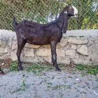 بزافغانی اصل دماغ طوطی زیرگلودارآبستن|حیوانات مزرعه|شوشتر, |دیوار