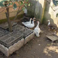 اردک اسرائیلی ماده