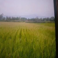 ۹۰۰ متر شالیزار. در روستای امشل