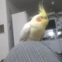 عروس هلندی دستی