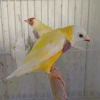 سیاه هل پاپر گمشده