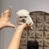 پامرانین فنجونی ۴۰۰ گرمی