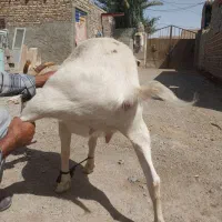 فروش بزن سانن