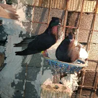 دم سفید|پرنده|بهبهان, |دیوار