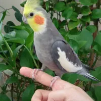 عروس هلندی نر سخنگو