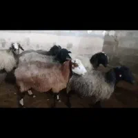 میش داشتی ابستن