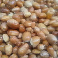 سنجد امساله تازه